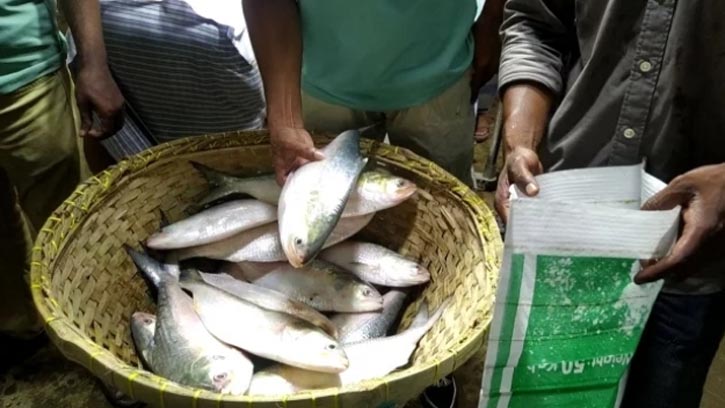 রায়পুরে মেঘনা নদীতে ইলিশ উৎসব, নিষেধাজ্ঞা উপেক্ষা জেলেদের