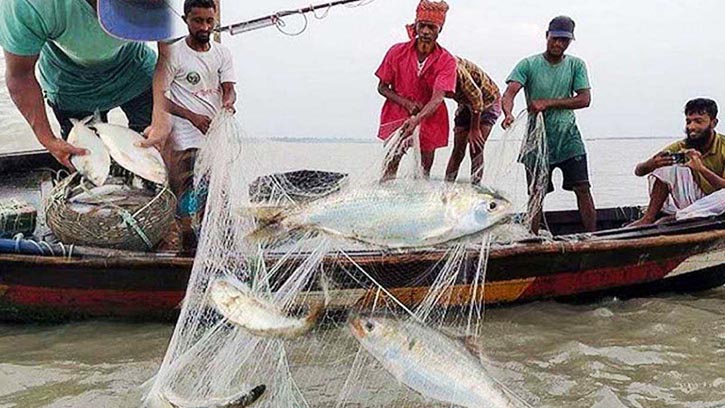 মা ইলিশ রক্ষায় পদ্মা-মেঘনায় ৪ অক্টোবর থেকে ২২ দিন ইলিশ ধরা নিষিদ্ধ