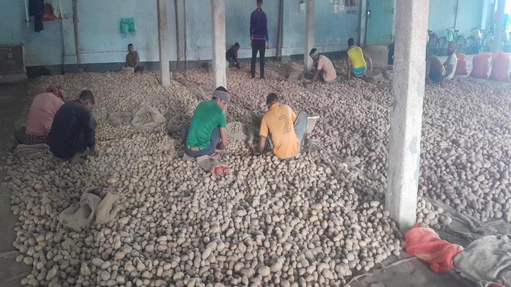 লোকসানের মুখে দিশাহারা পঞ্চগড়ের আলু চাষিরা