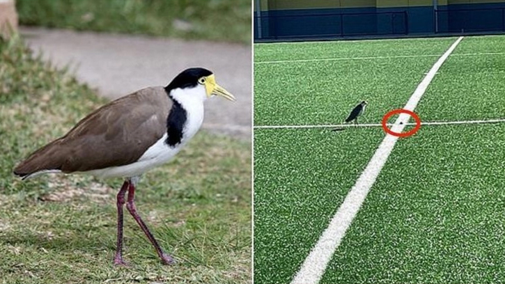পাখি ডিম পাড়ায় স্টেডিয়ামে খেলা-ইভেন্ট স্থগিত