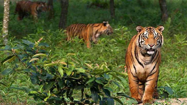 সুন্দরবনের অস্তিত্ব সংকট: বাঘ বাঁচছে না, বন বাঁচছে না