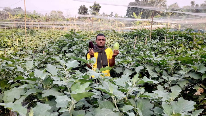 বাগেরহাটে বিষমুক্ত বেগুন চাষে কৃষক মুরাদের বাজিমাত