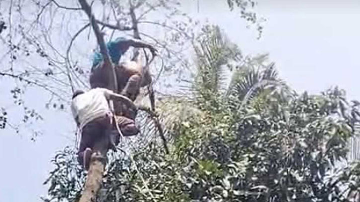 গাছে উঠে বিপাকে বৃদ্ধ, ৯৯৯-এর ফোনে উদ্ধার