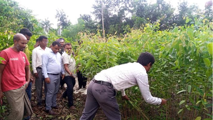 ফুলবাড়ীতে ২ হাজার ইউক্যালিপ্টাস চারা ধ্বংস