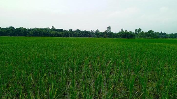 ভরা আমন রবি শস্যের মৌসুমে মোরেলগঞ্জে সার সংকট