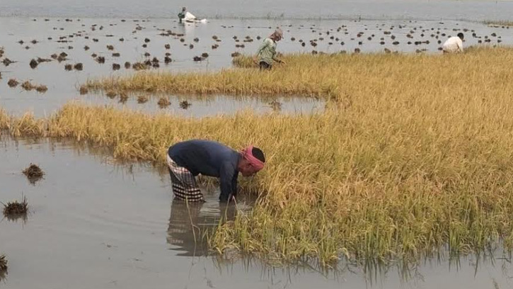 ধর্মপাশায় আগাম বৃষ্টিতে বিপর্যয়: তলিয়ে গেছে হাওরের অর্ধেকের বেশি বোরো ধান
