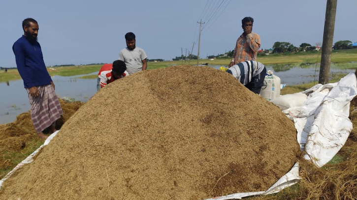 ধানের দামের চেয়ে বেশি কাটার খরচ, বিপাকে কৃষকরা