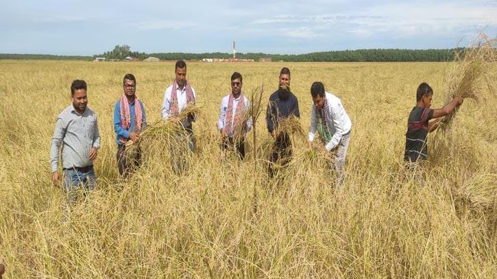 সন্দ্বীপের ডোবাচরে আমনের বাম্পার ফলন