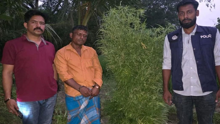 ফরিদগঞ্জে ধানক্ষেত থেকে ২৫টি গাঁজা গাছ উদ্ধার, গ্রেফতার ১