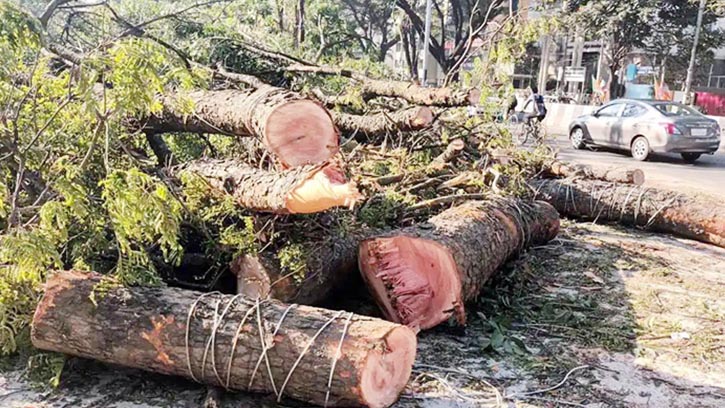 বৃক্ষ সংরক্ষণে নতুন অধ্যাদেশ: অনুমতি ছাড়া গাছ কাটা নিষিদ্ধ