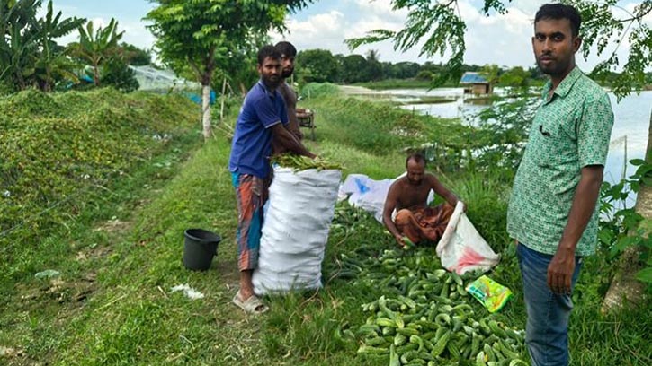 বাগেরহাটে ঘেরের আইলে সবজি চাষ, ভাগ্য বদল কৃষকের