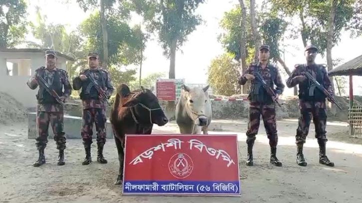 পঞ্চগড় সীমান্তে বিজিবির অভিযানে ভারতীয় গরু আটক