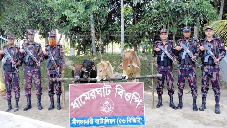 চার লাখ টাকার ভারতীয় গরু আটক