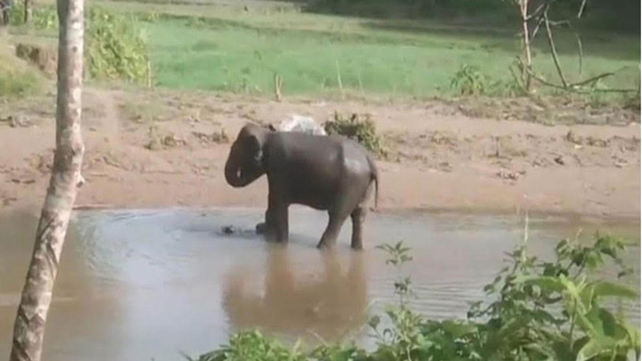 আহত হাতিকে চিকিৎসা দিতে গিয়ে আহত ১৫ বনকর্মী 