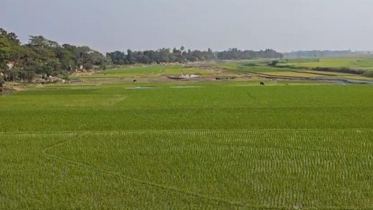 ধর্মপাশায় বৃষ্টিতে স্বস্তি, প্রাণ ফিরে পেল বোরো আবাদ