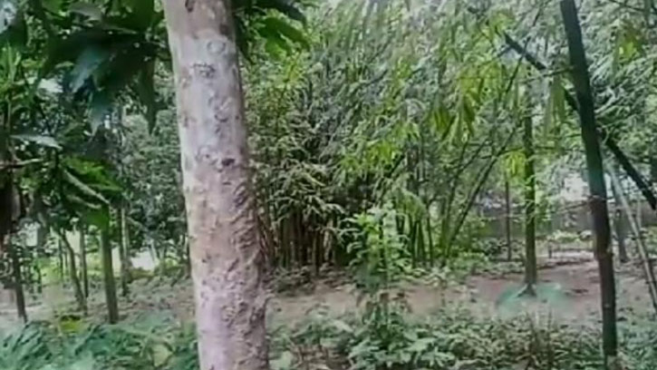 ভূমিদস্যুদের বিরুদ্ধে জমি দখলের চেষ্টা ও বাশঁকাটার অভিযোগ