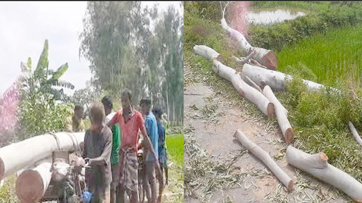 ঘোড়াঘাটে দিনে-দুপুরে রাস্তার গাছ সাবার