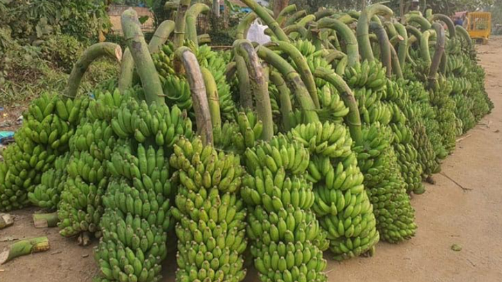 বাগেরহাটের মোরেলগঞ্জে কলার বাম্পার ফলন, কৃষকের মুখে হাসি