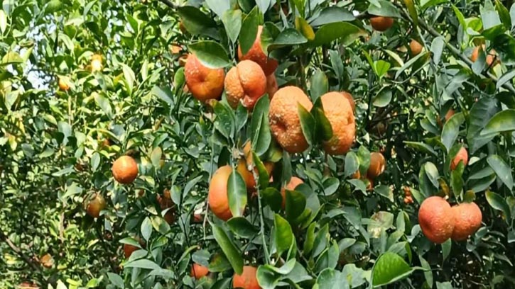 দেবীগঞ্জে চায়না ও দেশি জাতের মিশ্রণে কমলা চাষে বিপ্লব