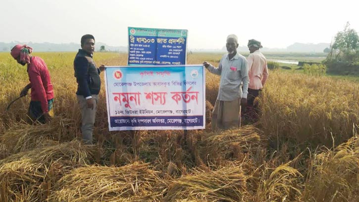 মোরেলগঞ্জে আমন ধানের বাম্পার ফলন, কৃষকের ঘরে নবান্নের আনন্দ