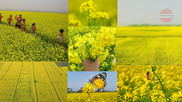 সরিষার মৌসুমে ঝিনাইদহ, মাঠ যেন হলুদ সমুদ্র