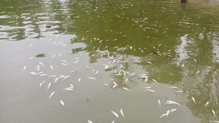 মধ্যনগরে নদীতে বিষ প্রয়োগে দুই লাখ টাকার মাছ নিধনের অভিযোগ