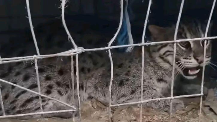 কলারোয়ায় মেছোবাঘ আটকের পর অবমুক্ত