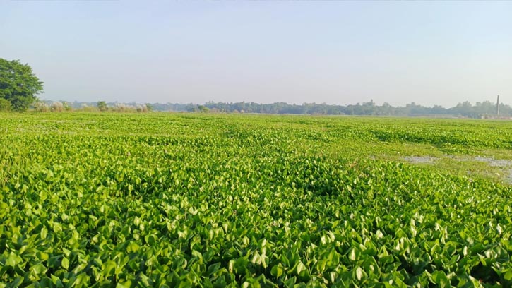 রামগঞ্জে কৃষি মাঠ জুড়ে কচুরিপানায় সয়লাব
