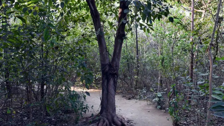 মীরসরাইয়ে বন সংরক্ষণের চমক, একশ বছরের বন মাত্র দশ বছরে