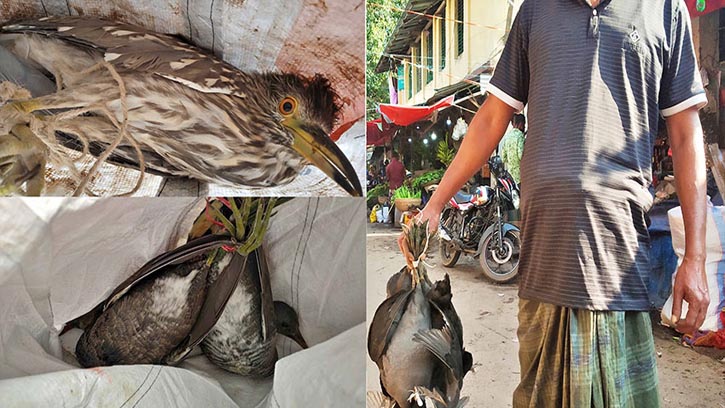 বাগেরহাটে বিভিন্ন হাট-বাজারে বিক্রি হচ্ছে অতিথি পাখি