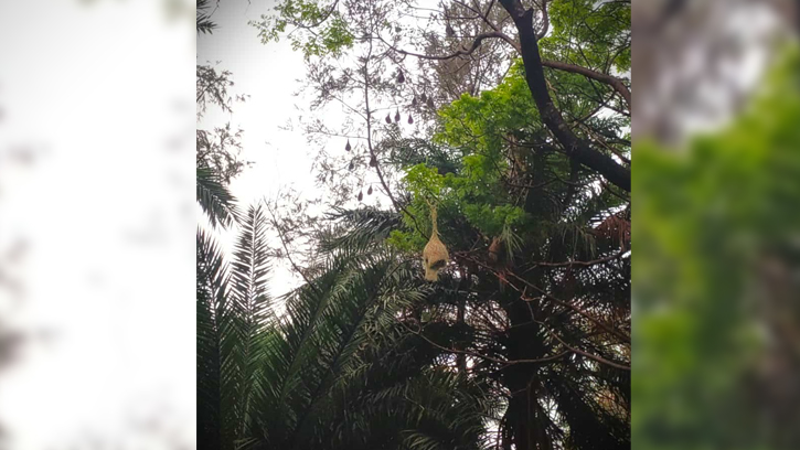 শৈল্পিক বাবুই পাখির বাসা বিলুপ্তির পথে