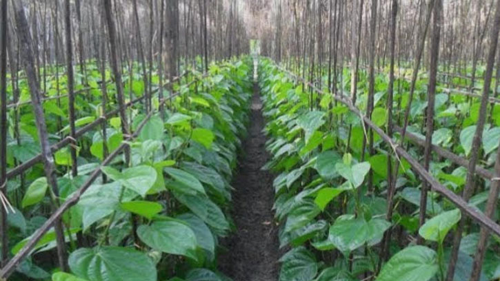 রায়পুরে পান চাষে অর্থনৈতিক বিপ্লব