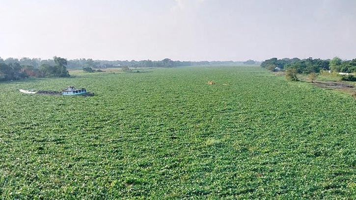 চাঁদপুরে কচুরিপানার দখলে ধনাগোদা নদী