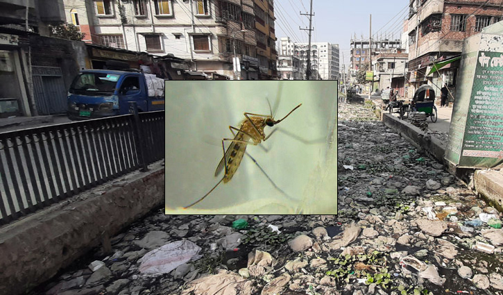 মশার উপদ্রব বেড়ে নগরজীবন অতিষ্ঠ