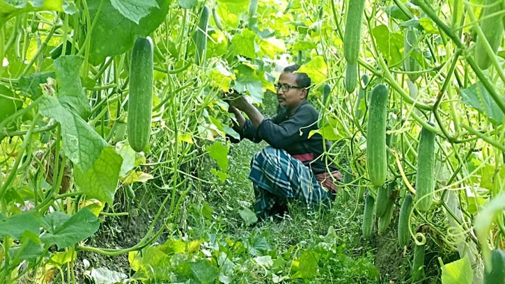 মোরেলগঞ্জে জাদু শসা চাষ দেখতে ভিড় কৃষকদের, বাড়ছে আগ্রহও