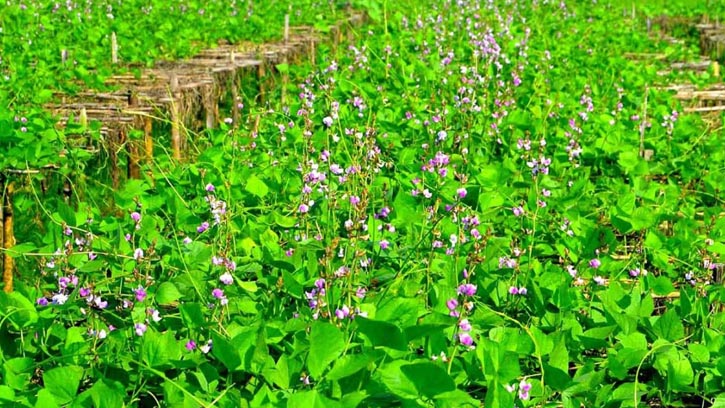 মোরেলগঞ্জে আগাম শীতকালীন সবজির বাম্পার ফলন