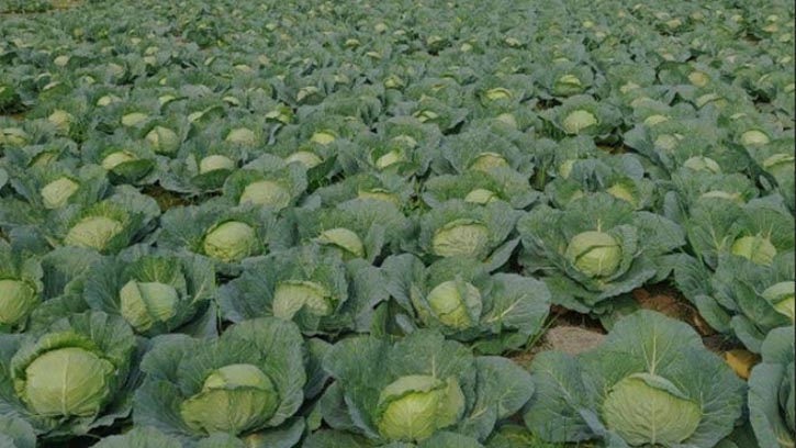 বাগেরহাটে শীতকালীন সবজির বাম্পার ফলনের সম্ভাবনা