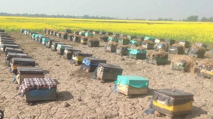 সাতক্ষীরায় সরিষা ক্ষেতে ১০ হাজার মৌ-বক্স