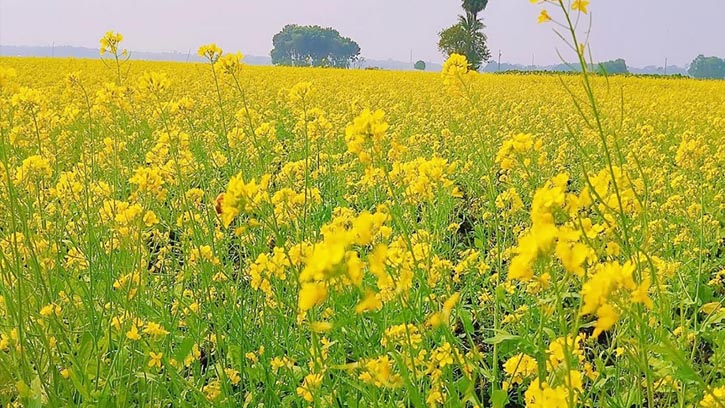 শার্শায় লক্ষ্যমাত্রা ছাড়িয়ে সরিষা আবাদ, ভালো ফলনের আশা