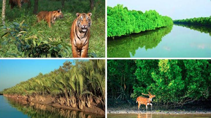 সুন্দরবন বিশ্বের বৃহত্তম ম্যানগ্রোভ বন ও সমৃদ্ধ মৎস্যভান্ডার