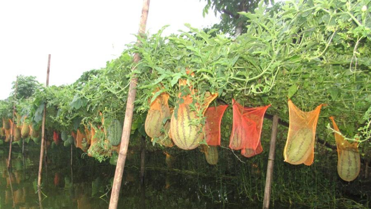 ঝুলন্ত তরমুজ চাষে বিপ্লব, কৃষকের মুখে হাসির ঝিলিক