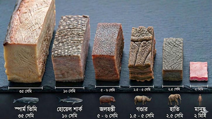 চামড়ার পুরুত্বে এগিয়ে যারা; মানুষের সাথে কেন এত তফাত?