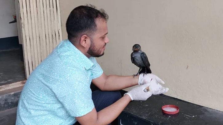 চিকিৎসার জন্য পশু হাসপাতালে আশ্রয় নেওয়া অসুস্থ কাক