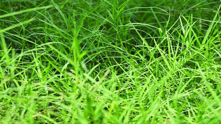 দূর্বা ঘাসের আশ্চর্য স্বাস্থ্যগুণ সম্পর্কে জানুন
