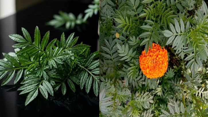 গাঁদা পাতার রস ও পেস্ট: প্রাকৃতিক চিকিৎসার নিখুঁত উপায়