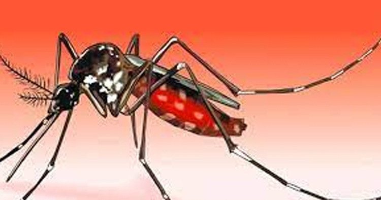 ২৪ ঘণ্টায় ডেঙ্গুতে আক্রান্ত ২৪৫