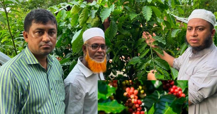 পশ্চিম হাটহাজারীর পাহাড়ে কফির সুবাস