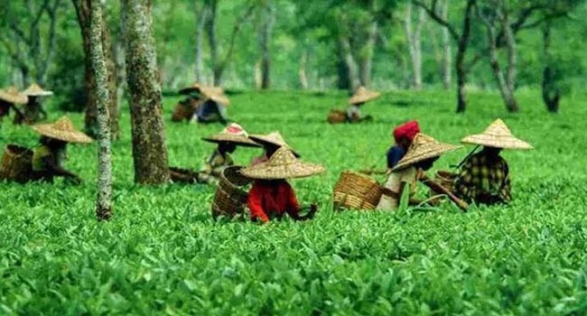 ১১ মাসে চা উৎপাদন ছাড়াল সাড়ে ৯ কোটি কেজি