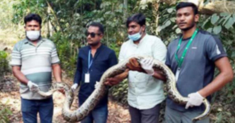 চা বাগান থেকে বিশাল আকৃতির অজগর উদ্ধার, ১১ দিন পর অবমুক্ত