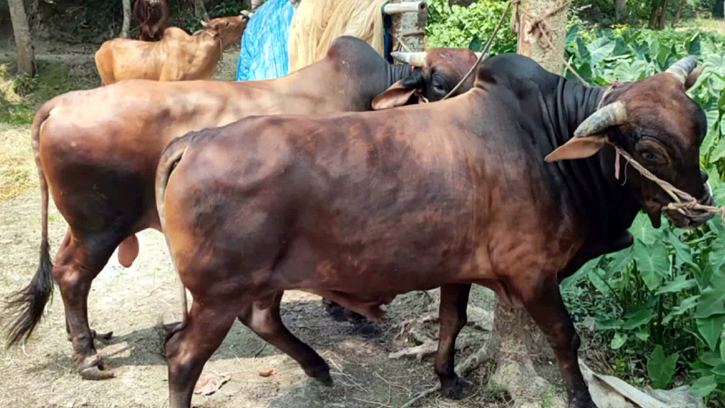 কোরবানির ঈদ সামনে রেখে নবীনগরে গরু পালনে ব্যস্ত খামারিরা